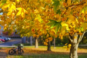 Branches of a tree with green and yellow leaves, indicating autumn, with a background of more trees and a blurred street scene.