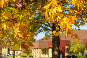 Close-up of tree branches with yellow and orange autumn leaves, against a backdrop of more foliage and a building with a brown roof.