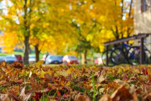 Close-up of fallen autumn leaves on grass, with a grassy park area and several parked cars in the background.